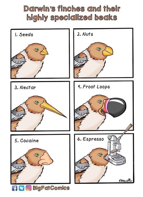 Birds do cocaine too