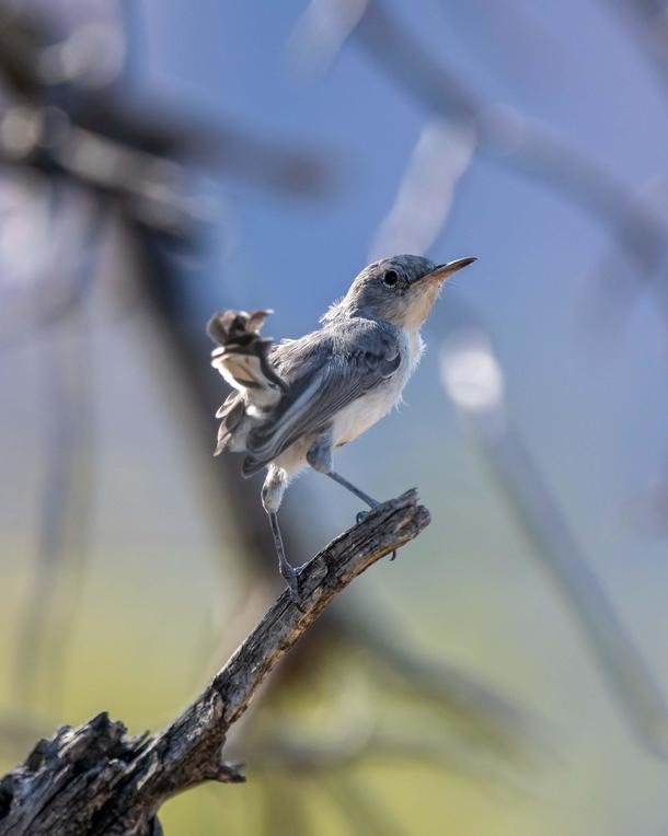 Birds now have baby seats