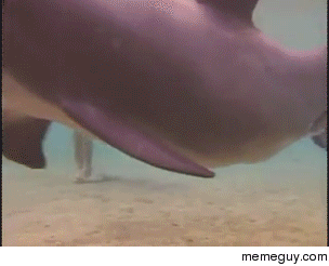 Birth of a dolphin