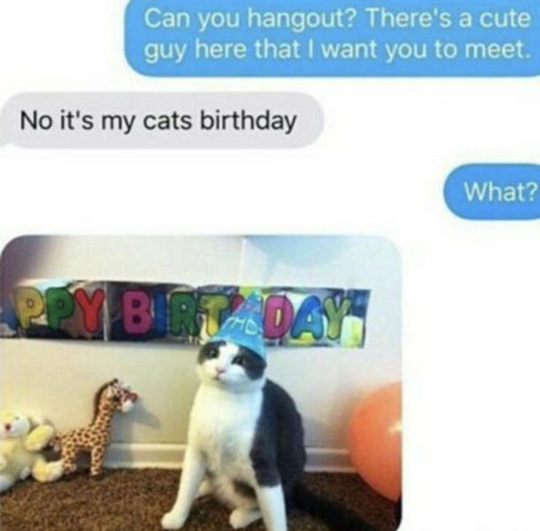 Birthday cat