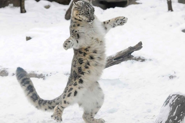 Bitch Im Fabulous