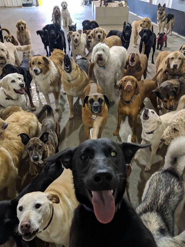 Black lab takes selfie with  dozen of his mates at a local Doggie Daycare