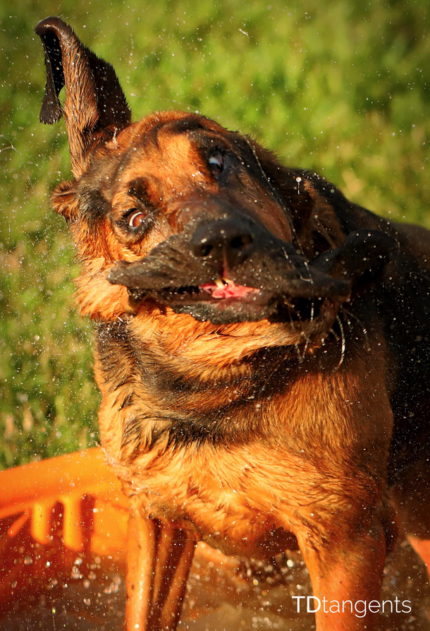 Bloodhound in the dog park pool
