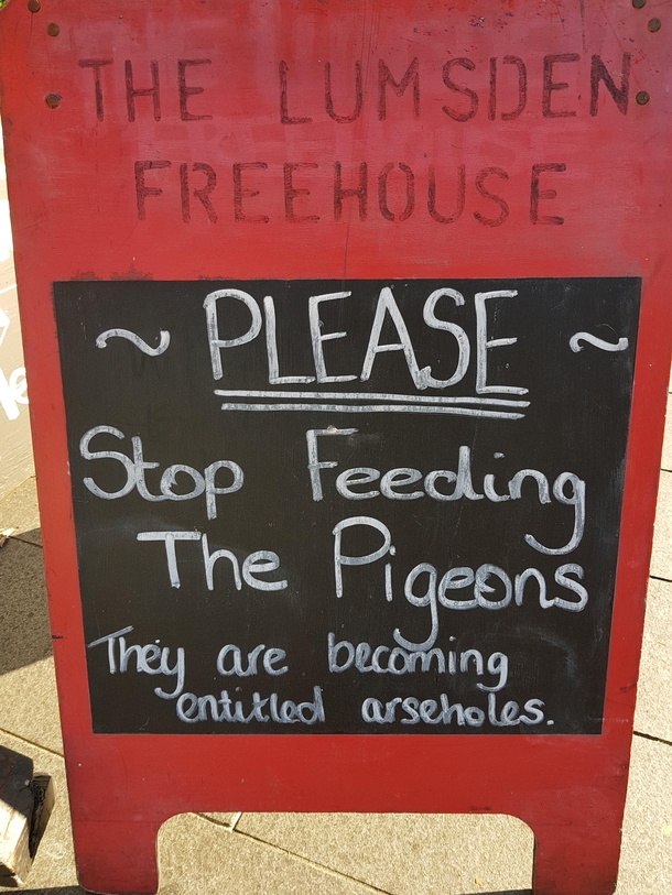 Bloody pigeons