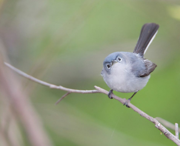 Blue-gray gnatcatcher has had enough of your shit