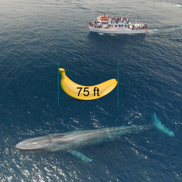 Blue whale and a boat ft banana for scale