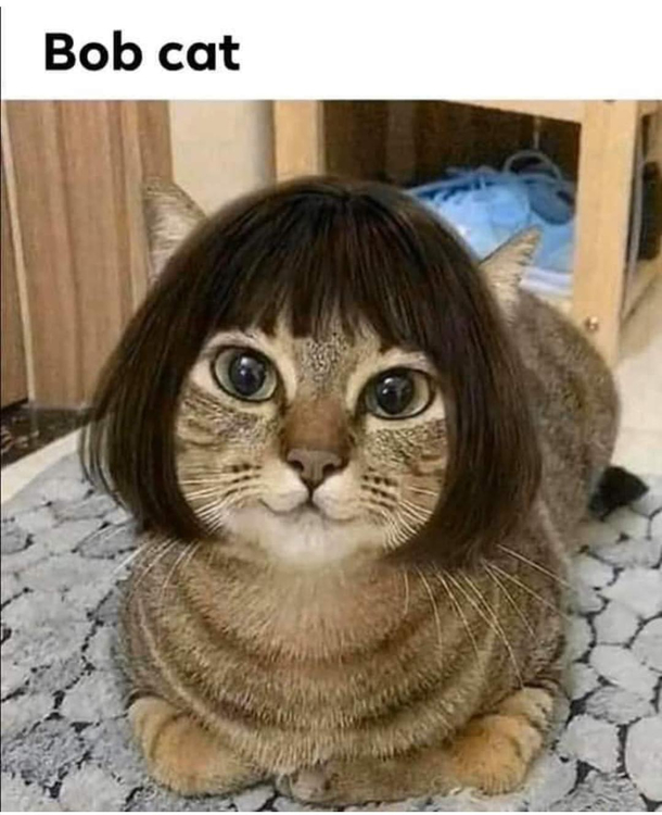 Bob Cat