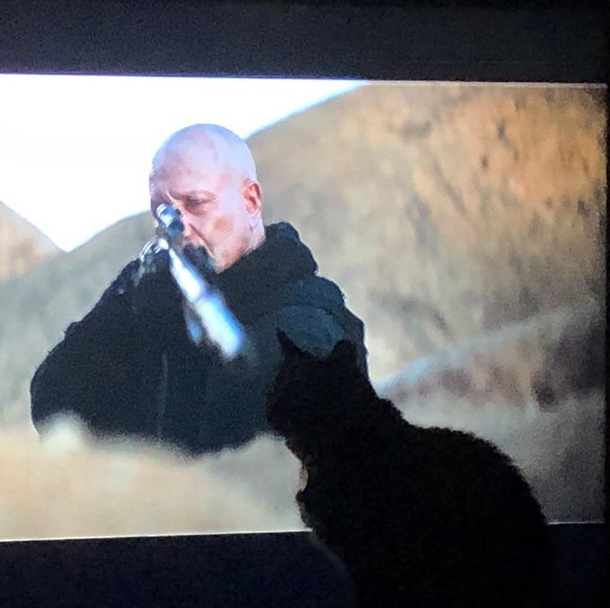 Boba Fett aimed at my cat