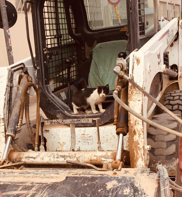 Bobcat Operator