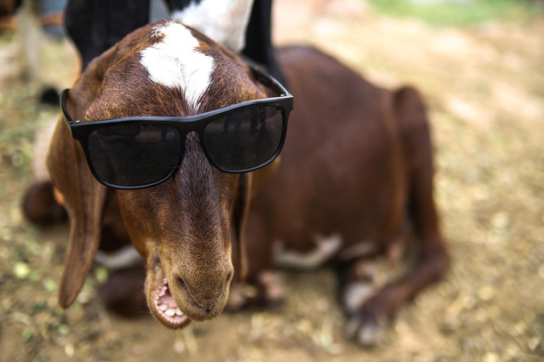 BoJack Goatman