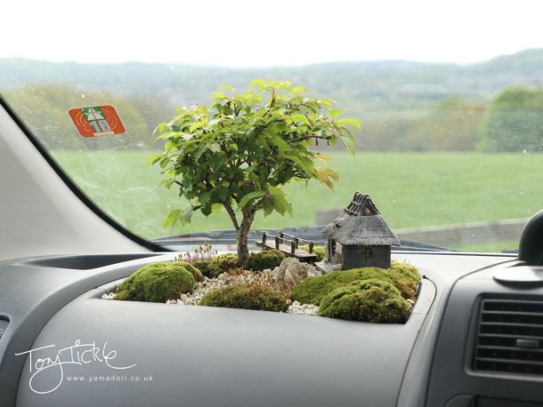 Bonsai in the car