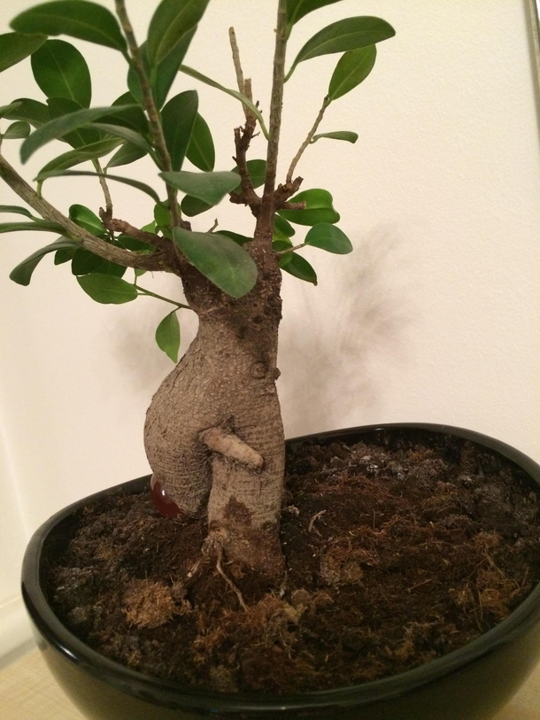 bonsai tree that stood in our kitchen a few years ago