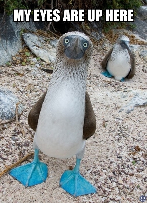 Boobies sfw