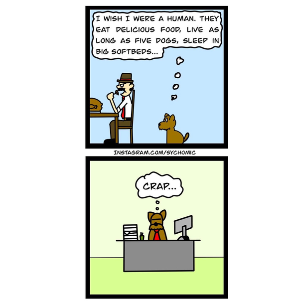 Boss dog