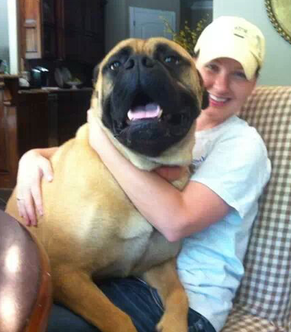 Boss The bull mastiff who thinks hes a lap dog