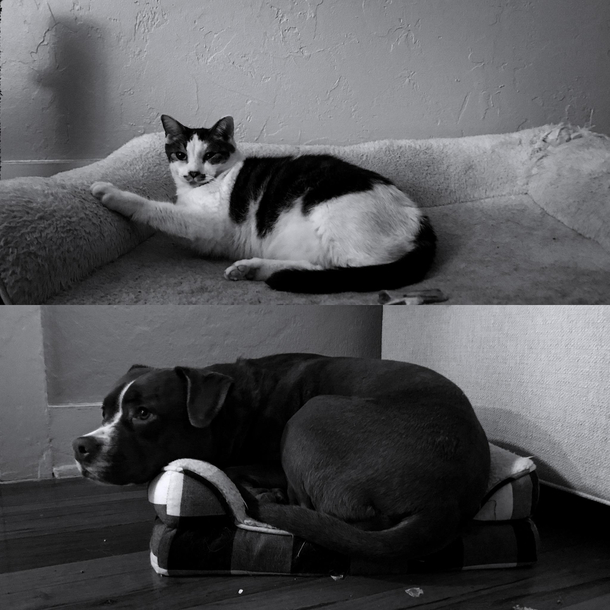 Both animals have their appropriately sized beds yet they choose to lay in each others