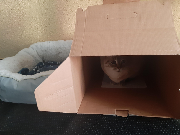 Bought a bed for my cat this happened