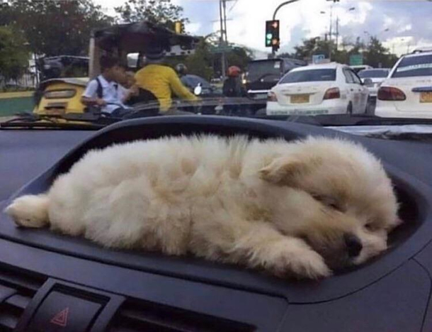Bought a new car It came with a puppy holder