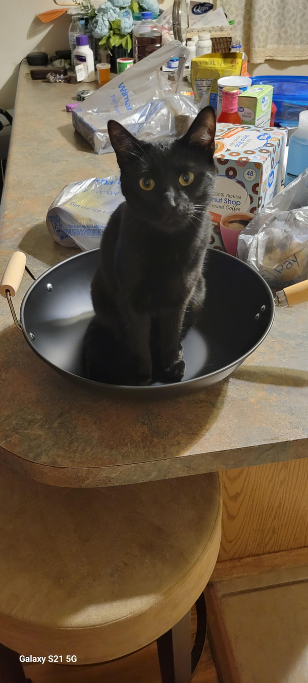 Bought a wokand a fresh cat