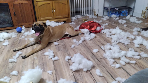 Bought her a giant stuffy on clearance best  dollars I spent She then looks up at me like what happened who did this
