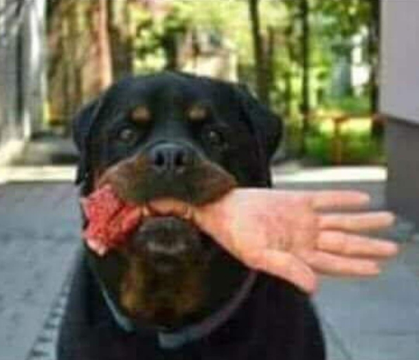 Bought my dog a new chew toy keeps everybody out of my yard