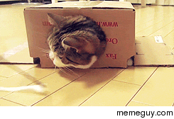 Box Cat