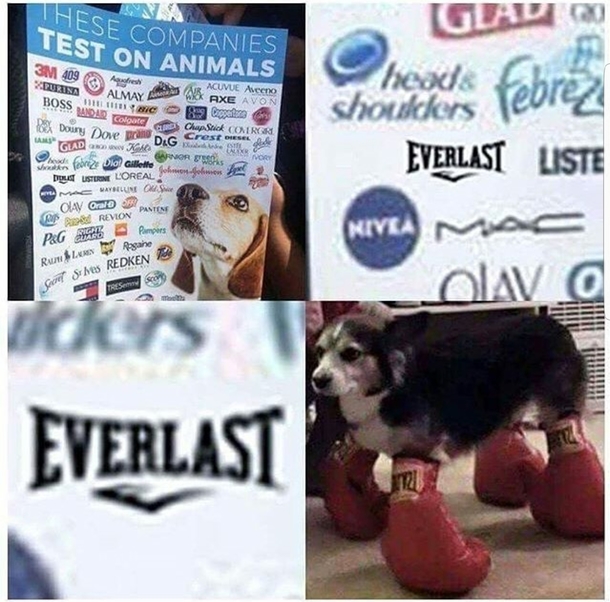 Boxer boi