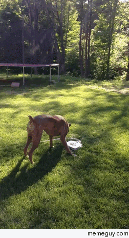 Boxer Dog Loves Her New Water Fountain