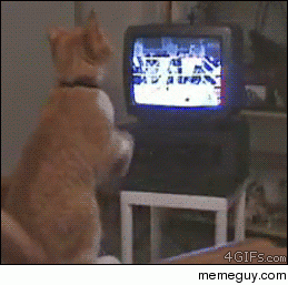Boxing kitty watches boxing