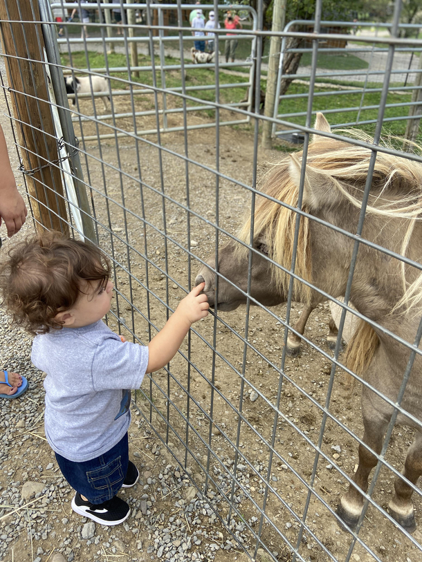 Boy meets pony Boy sticks finger up ponys nose