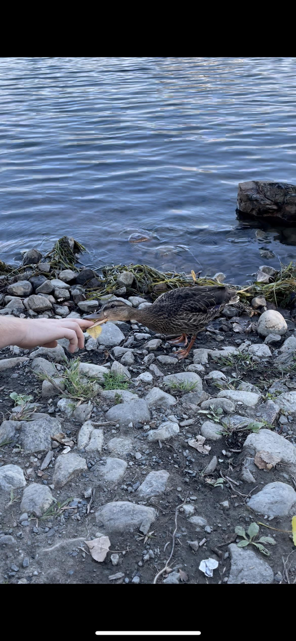 Boyfriend got bit by a duck today