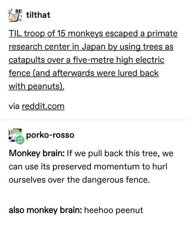 Brain Monkey