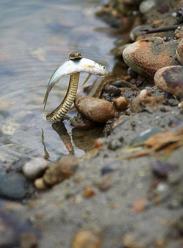 Brave snek saves fish from drowning