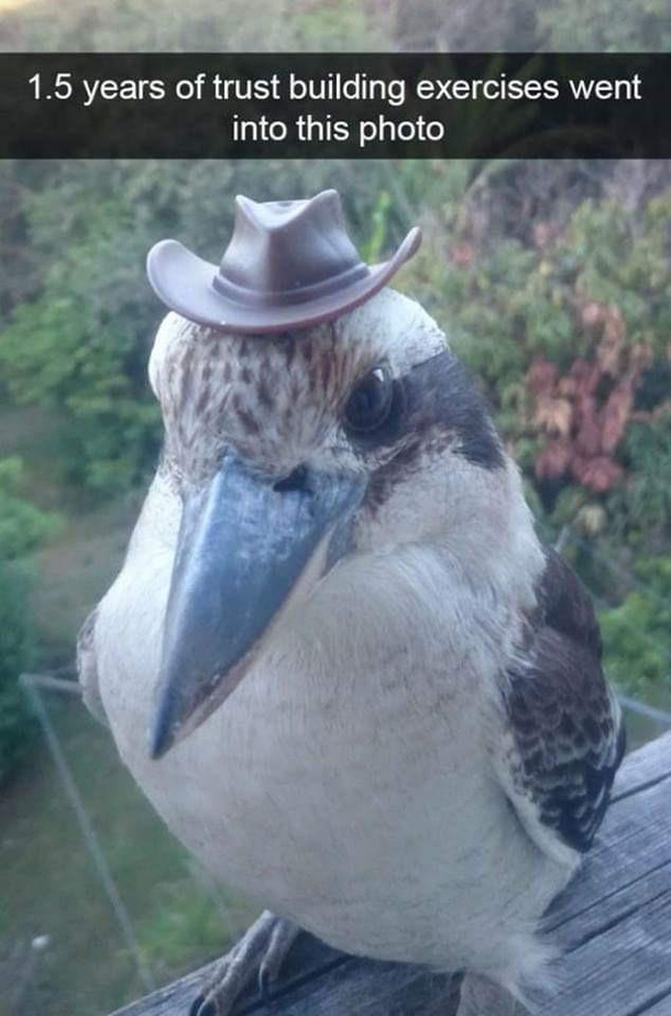 BREAKING NEWS Straya Birb Enjoys His Yeehaw Hat