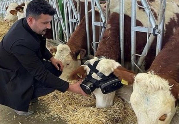 Bro they making the matrix for cows Hes the one