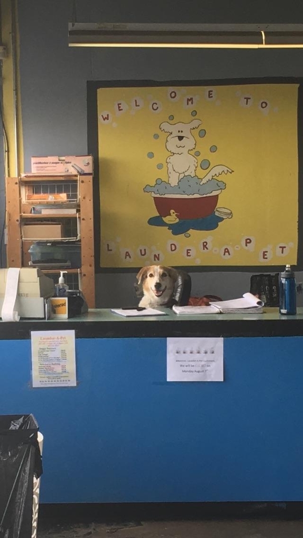 Brought my dog to the dog wash She immediately began acting like she owned the place