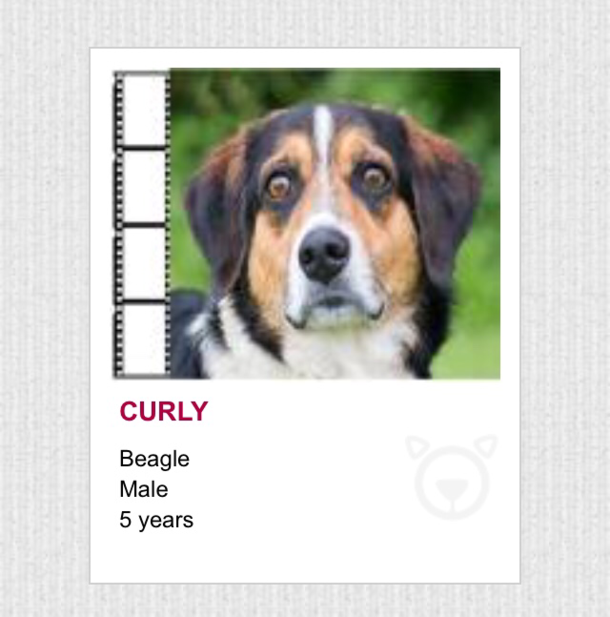 Browsing my local animal shelters site - Curly looks like hes seen some shit