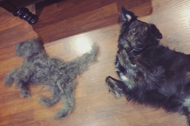 Brush a puppy get a free puppy