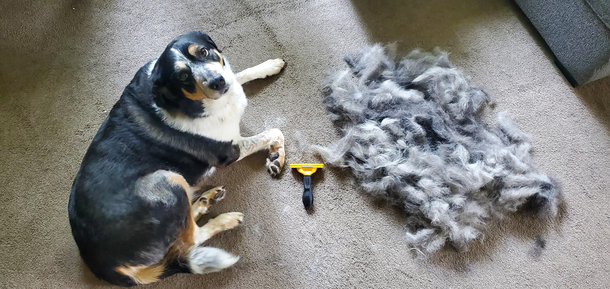 Brushing dogs is never finished only abandoned -Leonardo da Vinci