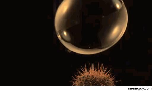 Bubble bursting on cactus at  fps