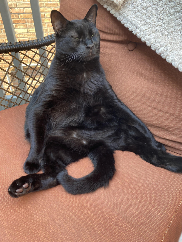 Buddha cat is all about that zen