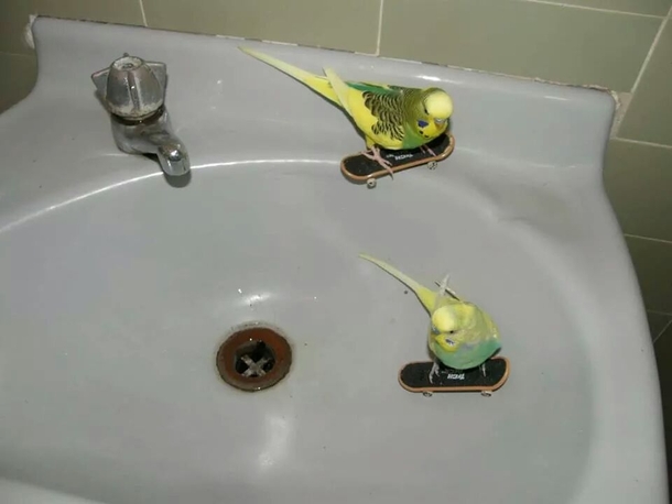 Budgies Skating