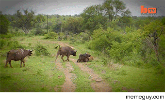 Buffalo saves his friend from a lion