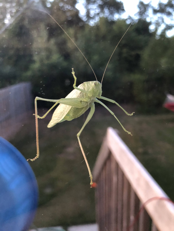 Bug flipping me off