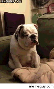 Bulldog struggles to stay awake