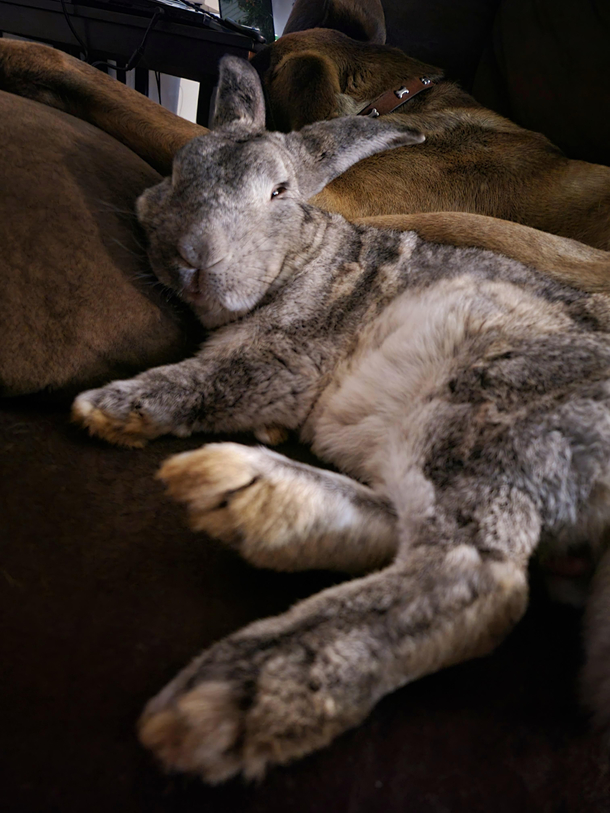 Bun Jovi did not like the  am wake up to see if he needed to go outside to pee 