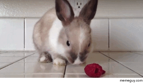 Bunny eating a Raspberry