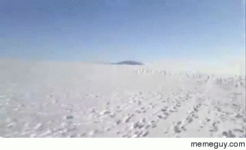Bunny stampede