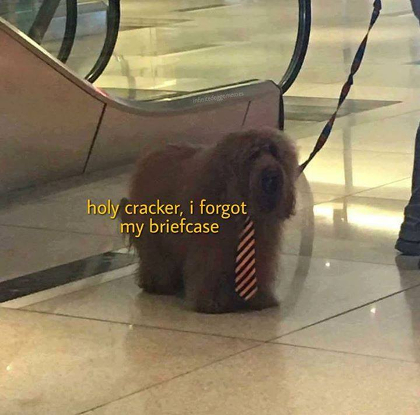 Business dog doing a business