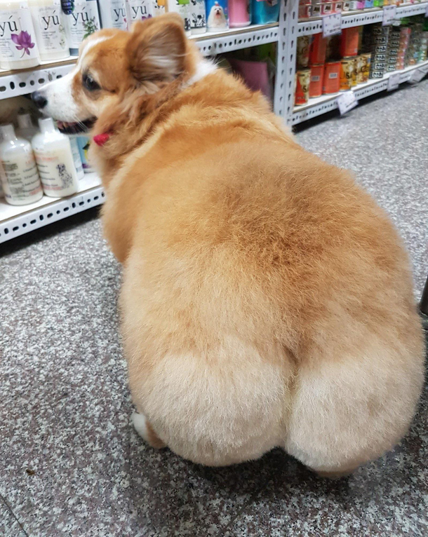 Butt dog moons you